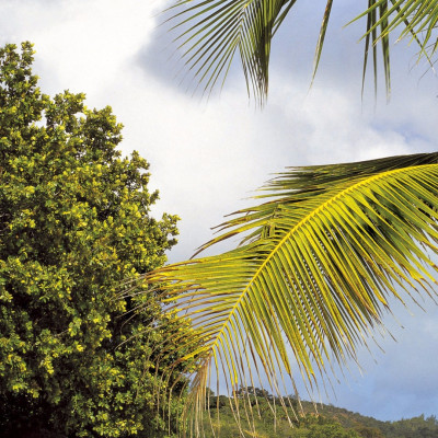 Divar kağızları kataloqu - 8-885, Praslin Divar kağızları kataloqu - 8-885, Praslin