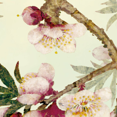 Wallpaper catalog - 8-213, Sakura Wallpaper catalog - 8-213, Sakura