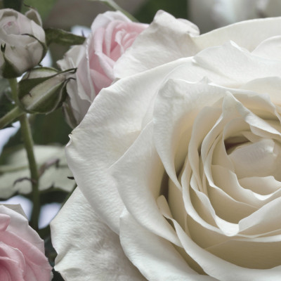 Divar kağızları kataloqu - 8-736, Floraison Divar kağızları kataloqu - 8-736, Floraison