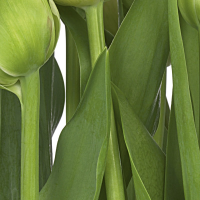 Wallpaper catalog - 8-900, Tulips Wallpaper catalog - 8-900, Tulips