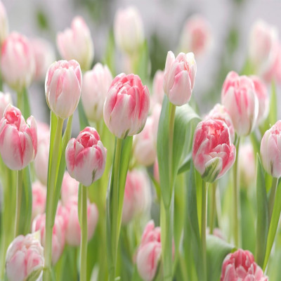 Каталог обоев - 8-708, Secret Garden Каталог обоев - 8-708, Secret Garden