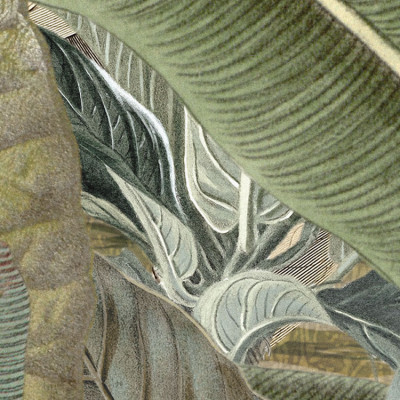 Wallpaper catalog - XXL4-063, Amazonia Wallpaper catalog - XXL4-063, Amazonia