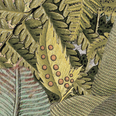 Wallpaper catalog - XXL4-063, Amazonia Wallpaper catalog - XXL4-063, Amazonia