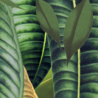 Wallpaper catalog - XXL4-031, Into the Wild Wallpaper catalog - XXL4-031, Into the Wild