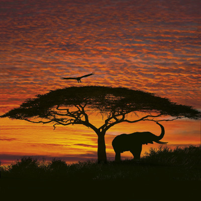 Wallpaper catalog - 4-501, African Sunset Wallpaper catalog - 4-501, African Sunset