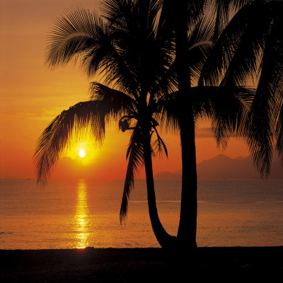 Wallpaper catalog - 8-255, Palmy Beach Sunrise Wallpaper catalog - 8-255, Palmy Beach Sunrise