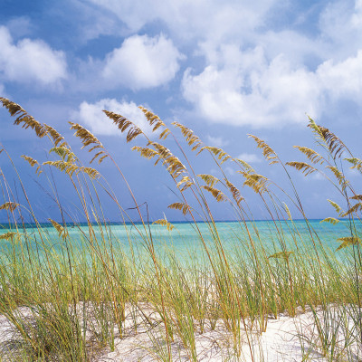 Wallpaper catalog - 8-515, Ocean Breeze Wallpaper catalog - 8-515, Ocean Breeze