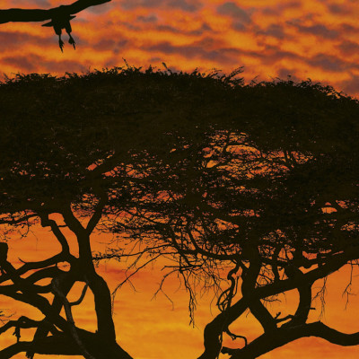 Wallpaper catalog - 4-501, African Sunset Wallpaper catalog - 4-501, African Sunset