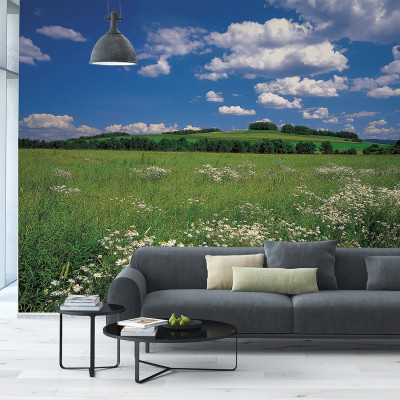 Divar kağızları kataloqu - 8-254, Meadow Divar kağızları kataloqu - 8-254, Meadow