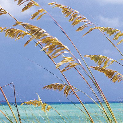Wallpaper catalog - 8-515, Ocean Breeze Wallpaper catalog - 8-515, Ocean Breeze