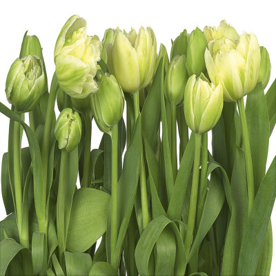 Wallpaper catalog - 8-900, Tulips Wallpaper catalog - 8-900, Tulips
