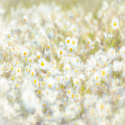 Wallpaper catalog - 8-994, Daisies Wallpaper catalog - 8-994, Daisies