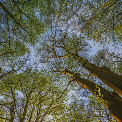 Wallpaper catalog - 4-522, Canopy Wallpaper catalog - 4-522, Canopy