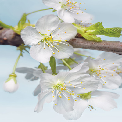 Wallpaper catalog - XXL2-033, Blossom Wallpaper catalog - XXL2-033, Blossom