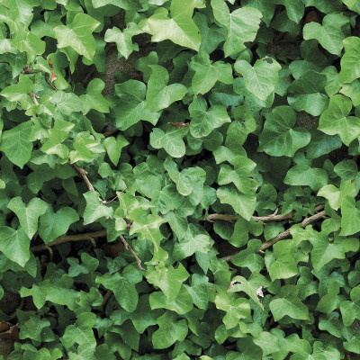 Wallpaper catalog - 4-324, Ivy Wallpaper catalog - 4-324, Ivy