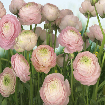 Divar kağızları kataloqu - 8-894, Gentle Rosé Divar kağızları kataloqu - 8-894, Gentle Rosé