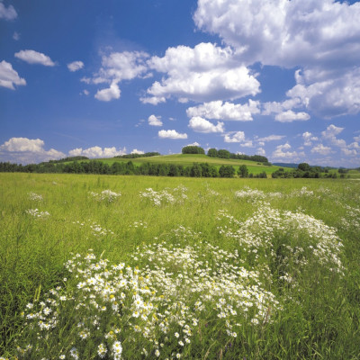 Divar kağızları kataloqu - 8-254, Meadow Divar kağızları kataloqu - 8-254, Meadow
