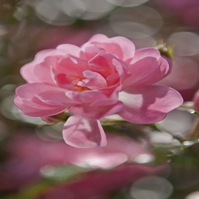 Divar kağızları kataloqu - 4-713, Bouquet Divar kağızları kataloqu - 4-713, Bouquet