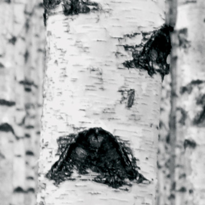 Wallpaper catalog - V8-724, Woods Wallpaper catalog - V8-724, Woods