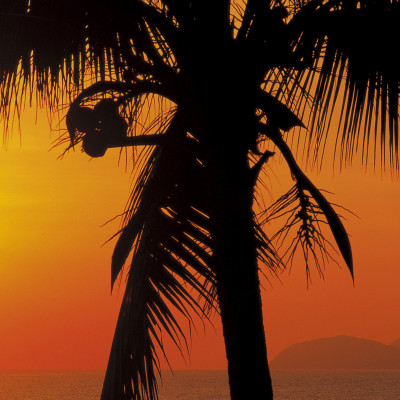 Wallpaper catalog - 8-255, Palmy Beach Sunrise Wallpaper catalog - 8-255, Palmy Beach Sunrise
