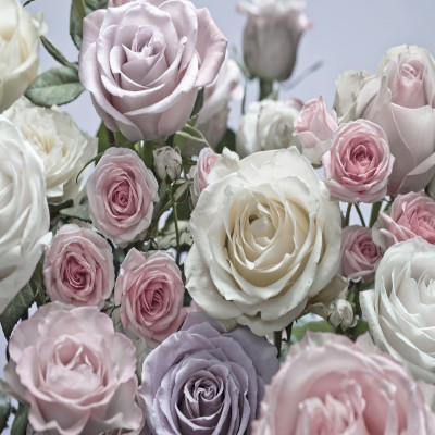 Divar kağızları kataloqu - 8-736, Floraison Divar kağızları kataloqu - 8-736, Floraison